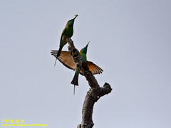 Merops orientalis ceylonicus