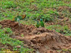Merops orientalis ceylonicus