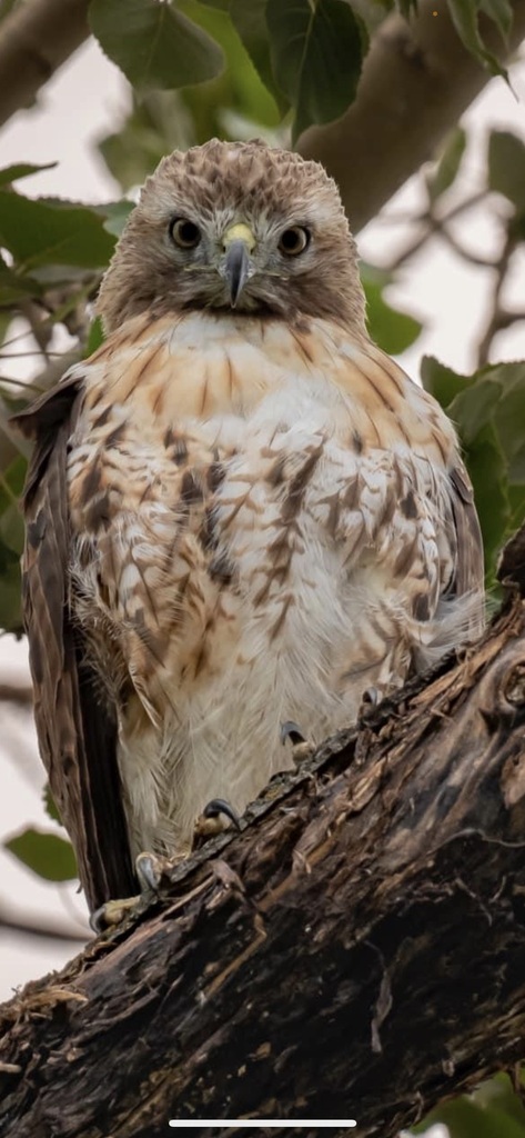 Red-tailed Hawk from Cypress County, AB, Canada on July 6, 2023 at 04: ...