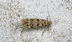 Bryotropha domestica