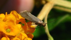 Acompsia cinerella