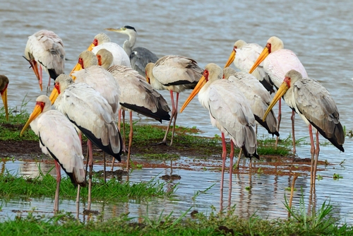 Yellow-billed Stork
