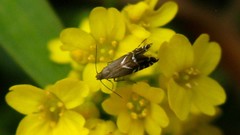 Glyphipterix simpliciella