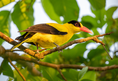 Black-Naped Oriole photo 2