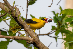 Black-Naped Oriole photo 6