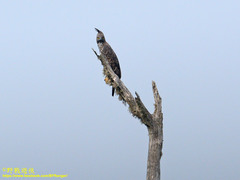 Nisaetus cirrhatus ceylanensis