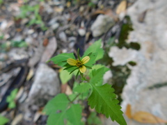 Bidens riparia
