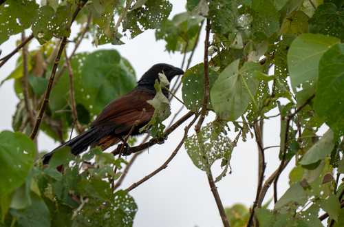 Philippine Coucal (Centropus viridis), photo 8