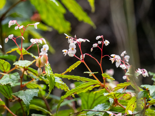 Begonia cumingiana observed 2023-05-06