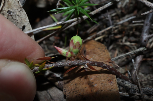 Styphelia humifusa, photograph 5