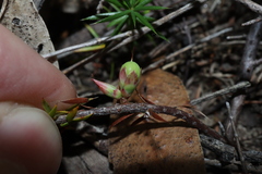 Styphelia humifusa, photograph Thomas Mesaglio, CC BY, iNaturalist via GBIF