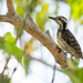 Philippine Pygmy Woodpecker - Photo (c) Forest Botial-Jarvis, some rights reserved (CC BY-NC), uploaded by Forest Botial-Jarvis