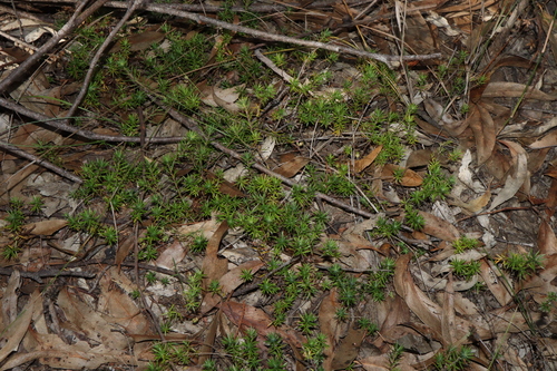 Styphelia humifusa, photograph 6