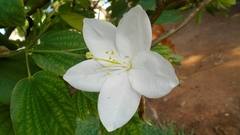 Bauhinia acuminata