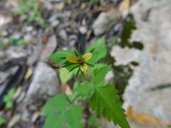 Bidens riparia