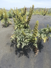 Ambrosia chamissonis