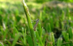 Aspilapteryx tringipennella