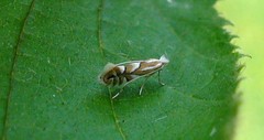 Phyllonorycter coryli