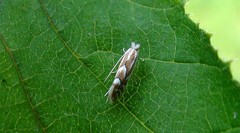 Phyllonorycter coryli