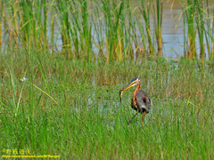Ardea purpurea manilensis