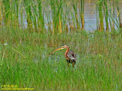 Ardea purpurea manilensis