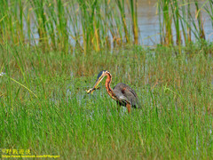 Ardea purpurea manilensis