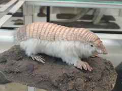 Pink Fairy Armadillo photo 1