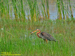 Ardea purpurea manilensis