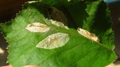 Phyllonorycter coryli