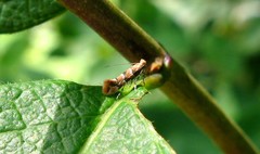 Phyllonorycter trifasciella