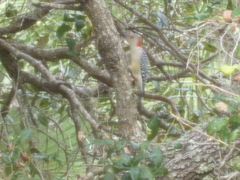 Melanerpes carolinus image