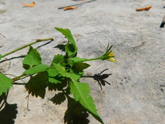 Bidens riparia