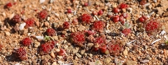 Crassula pageae