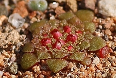 Crassula pageae