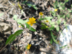 Melampodium paniculatum