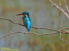 Alcedo atthis taprobana