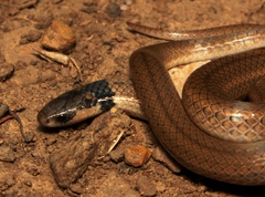 Aparallactus capensis