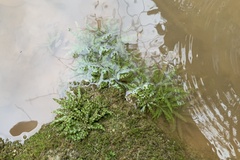 Pogostemon helferi