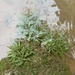 Kleiner Wasserstern (Pogostemon helferi)