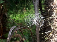 Argiope submaronica