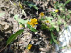Melampodium paniculatum