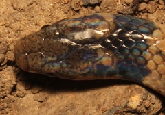 Aparallactus capensis