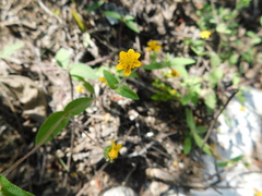 Melampodium paniculatum