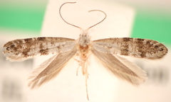 Argyresthia thuiella