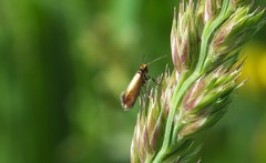 Micropterix calthella