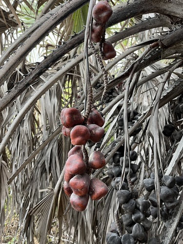 Ilala palm