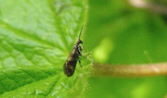 Micropterix tunbergella