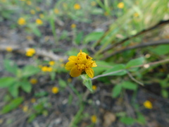 Melampodium paniculatum