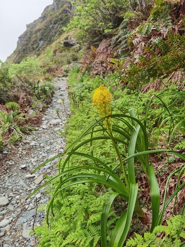 Image of Bulbinella Gibbsii (Bulbinella gibbsii) by no rights reserved
