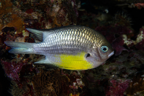 Geelbuik-koraaljuffer (Amblyglyphidodon leucogaster) — Pomacentridae